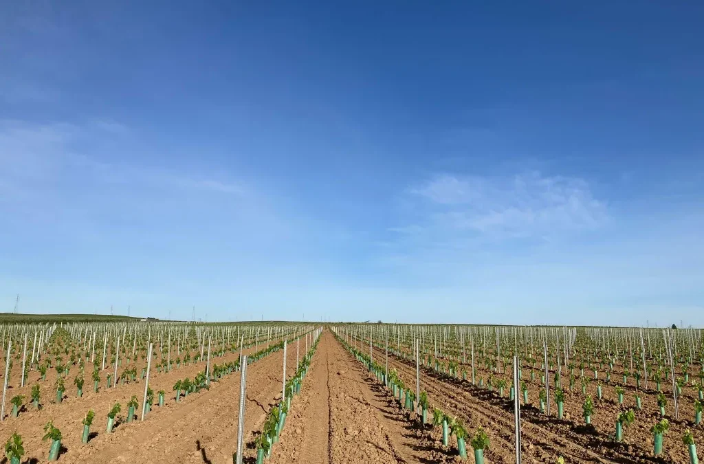 Éxito en las nuevas plantaciones.