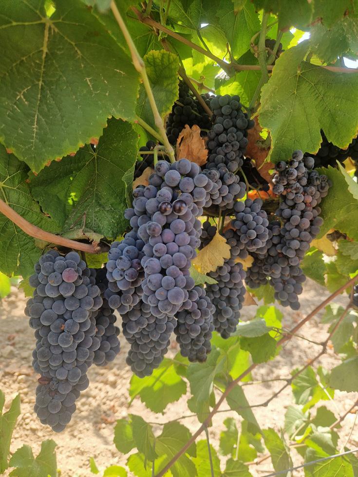 PINOT-NOIR-1 Enric Regull- Varietat Palomino