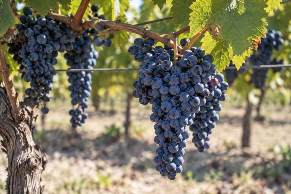 cabernet-franc-1 Enric Regull- Varietat Xarel·lo Rosat