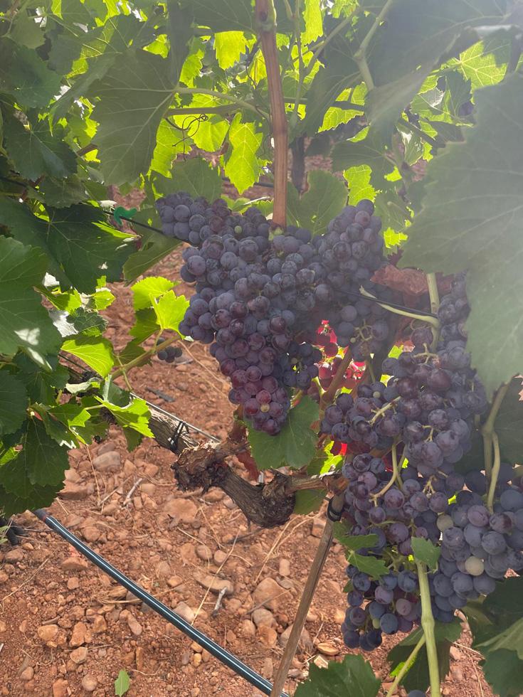garnacha-negre-3 Enric Regull- Varietat Garnacha Negre