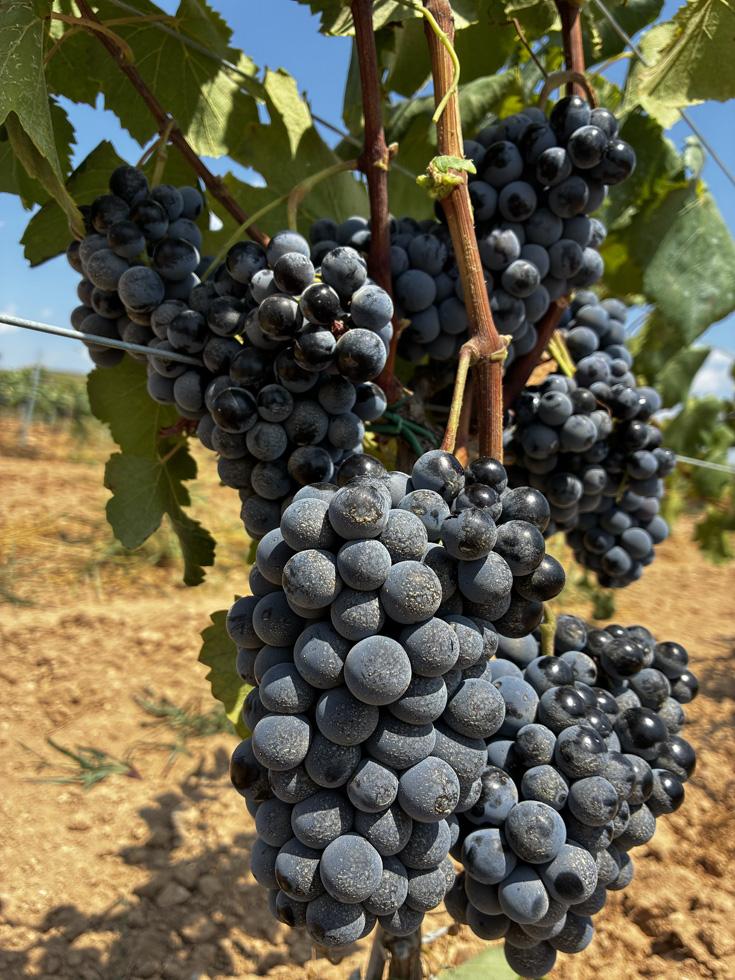 garnacha-tintorera-1 Enric Regull- Varietat Garnacha Tintorera