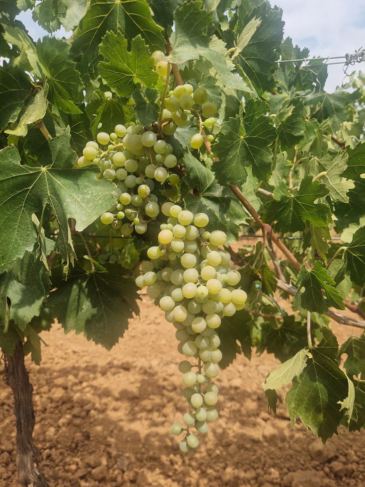 malvasia-sitges-1 Enric Regull- Varietat Gewurztraminer