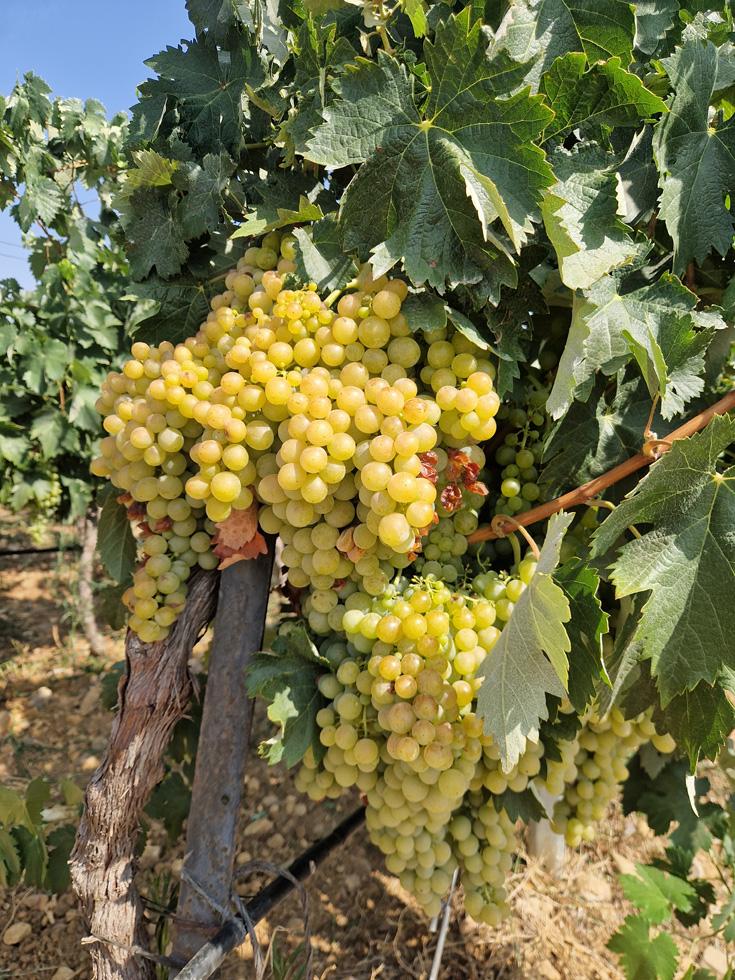 pardina-1 Enric Regull- Varietat Moscatell Alexandria