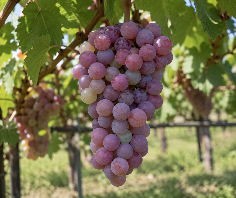pinot-gris-1 Enric Regull- Varietat Marselan