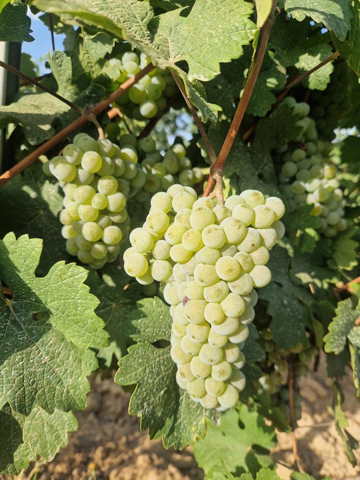 riesling-1 Enric Regull- Varietat PINOT NOIR
