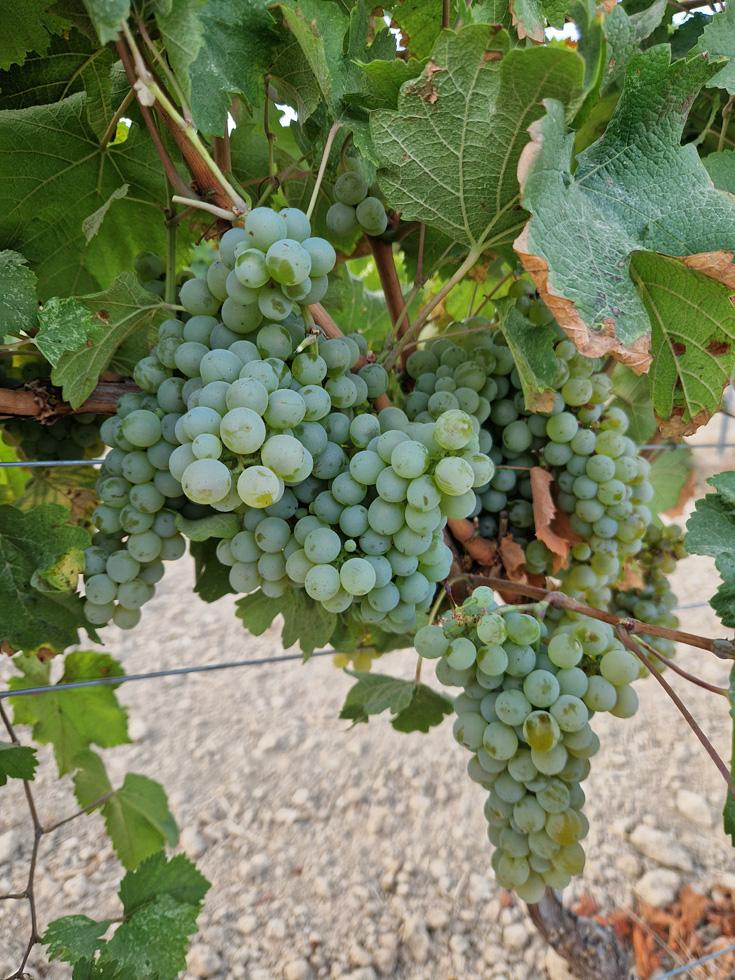 sauvignon-blanc-1 Enric Regull- Varietat Riesling